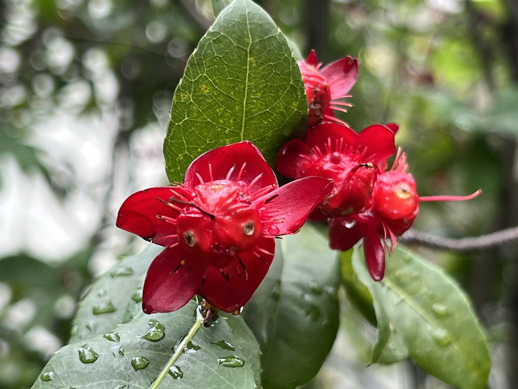 flower-image